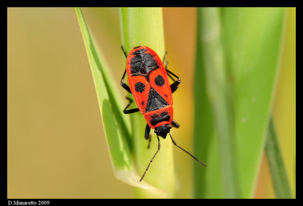 Cimicetta...rosso-nera